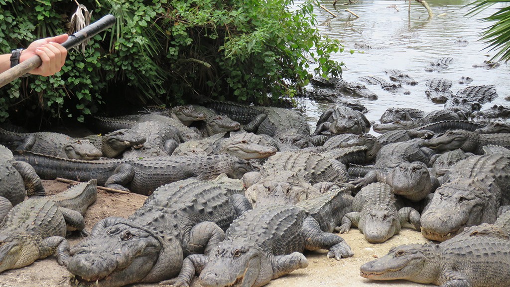 Feeding alligators at the breeding marsh
